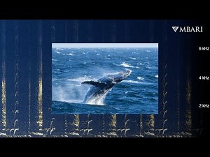 Immerse yourself in songs of humpback whales: Winter in Monterey Bay