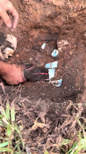 Tree Roots in Stormwater Pipe: Effective Plumbing Solutions