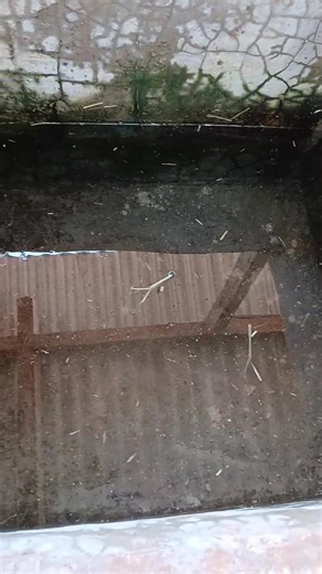 Water is essential for a cow’s health, productivity, and survival. It helps in digestion by enabling rumen microbes to break down feed efficiently, allowing cows to extract maximum nutrients from fodder and concentrates. Adequate water intake supports milk production, as milk is made up of about 87% water. It also helps regulate body temperature, especially in hot conditions, preventing heat stress. Water aids in nutrient transport, blood circulation, and removal of waste products from the body 