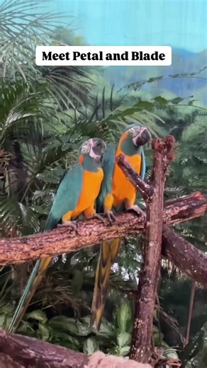 These parrots are perched in paradise. ✨ Blue-throated macaws, native to the forests and tropical grasslands of Bolivia, thrive in warm climates. Regular misting not only helps keep their feathers healthy but also provides a playful source of mental enrichment! | Brookfield Zoo Chicago