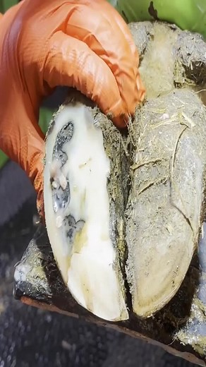 HUGE CAVITY BURSTS OPEN! P2#hoofgp #tectv #cow #hoof #bestvideo #foryou