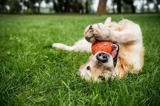 How Much Playtime Do Dogs Need?