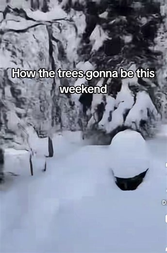 Trees Exploding in Cold Weather: A Shocking Phenomenon