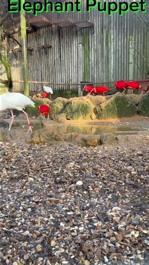 Elephant Puppets African spoonbill update