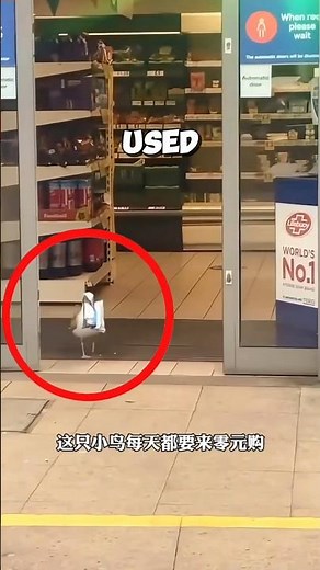 This seagull stole food every day, but the shop owner’s kindness changed everything ❤️ #seagull