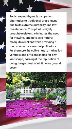 The Mosquito-Repelling Lawn: The Secret Benefits of Red Creeping Thyme