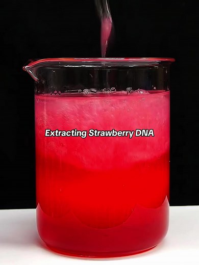 Exploring DNA Extraction from a Strawberry