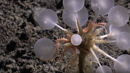 Harmloser Anblick trügt - Alienartige "Todesball"-Kreatur am Meeresgrund entdeckt