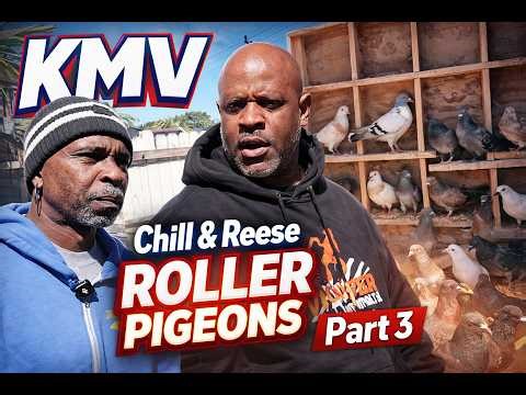 First Time Breeding These Roller Pigeons