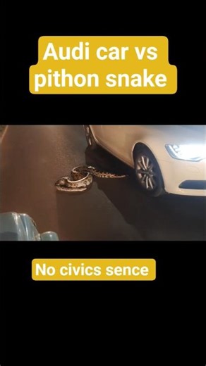 #audi car accident with pithon snake #accident