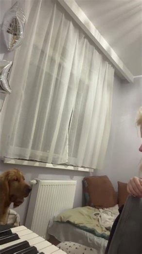 beginner opera singer #cocker #cockerpuppy #musiccocker#cutedog