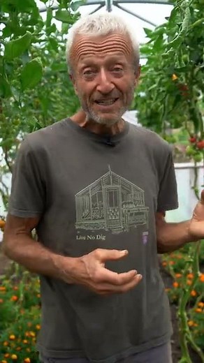 Faster tomato ripening under cover in autumn before clearing to plant for winter