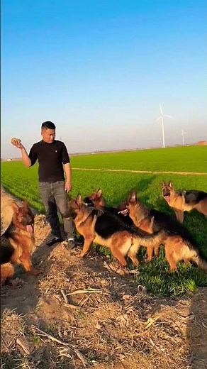 Beautiful Big German Shepherd Dogs That Looks Like a Real Wolfs | Massive GSDs