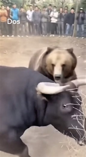 Epic Bull vs Grizzly Fight: Real Jungle Battle! 🐂🐻