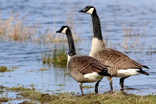Do Geese Mate for Life? 5 Amazing Facts About These Loyal Birds