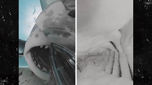 Tiger Shark Swallows Camera Which Captures Amazing Inside View