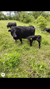 Few of the pairs I've had this year 2025# making some lim-flex cattle breeding a homozygous black limousine bull over some pure Angus cows!!! | Kevin Seals