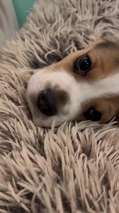 Good Night and sweet dreams to the FoxFire Babies 💛 *All puppies have the most wonderful homes awaiting them and are not available!* | FoxFire Beagles