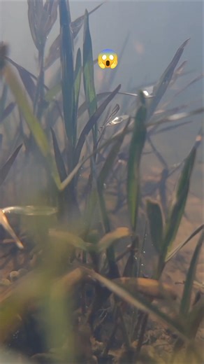 redmi note 14 pro Plus camera test #dragonball