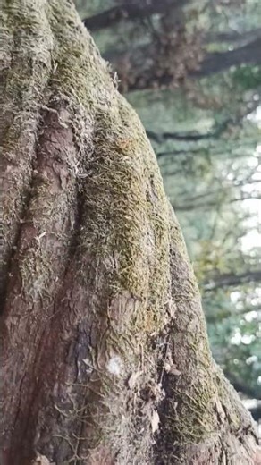 awara saam ❣️❣️🥰 utube mini vlog