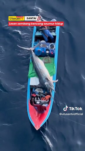 Ikan Marlin Gorgon: Saiz Gergasi Yang Mengejutkan