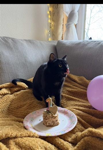 DIY Cat-Friendly Easter Birthday Cake