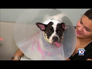 Vet warns dogs, cats can be afflicted with tetanus, just like humans