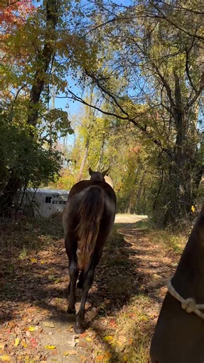 Four more babies weaned. Operation Cradle Robbing is half complete. | Horses of Sundance Meadows