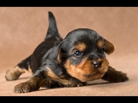 Yorkie Puppy Crying