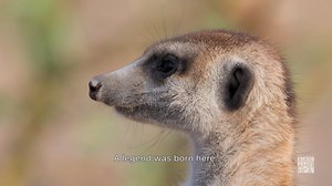 2.5K views · 91 reactions | Pure D R A M A. Watch #MeerkatManor: Rise of the Dynasty Sep 4th at 9pm on BBC America. | BBC America | Facebook