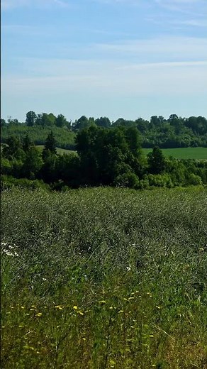 Peaceful Meadow ASMR | Wildflowers, Birds and Pure Nature Sounds
