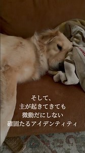 達人の域に達しているもふもふゴールデンレトリバーのビビの寝姿 #ゴールデンレトリバー #大型犬のいる生活 #goldenretreiver