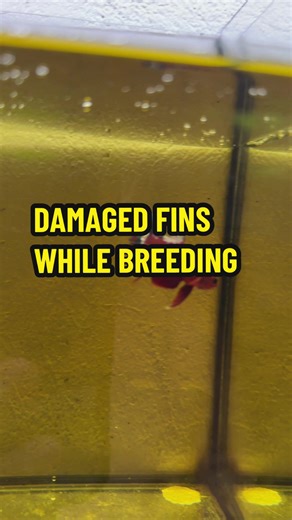 Betta Fish Breeding Process and Care Tips