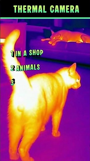 Thermal Camera Catches People’s Farts