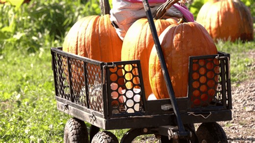Local farm provides a perspective on pumpkin patches