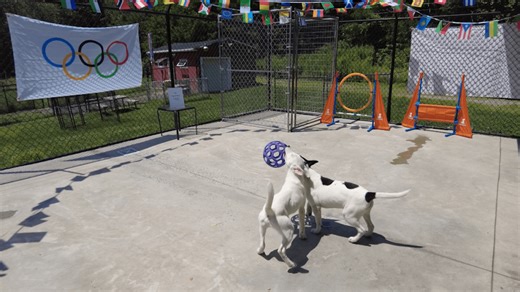 Pups go for the gold: Rescue organization hosts shelter dog Olympic games