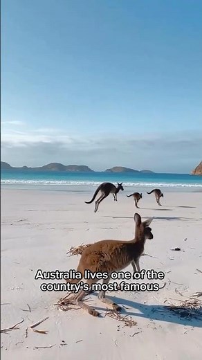Kangaroo: The Incredible Australian Icon 🦘🇦🇺 | Part 1