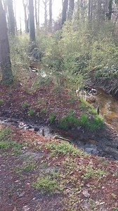I have a great wife and son. I have a cat that over eats and just wants sleep and affection. And I have a dog. I don't have a lot of money, but I am rich. This is Swamp Life!