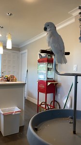 7.3K views · 723 reactions | Thursday Night | Lucky Lou and Coco Too | Facebook