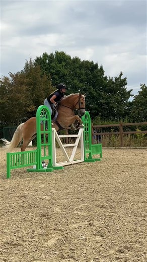 Haflinger Springen über 1.15m beim Showjumping