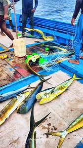Unstoppable Fishes 🛑Mahi Mahi fish Catch! Deep Sea Thrill Begins! 💥 #fishing #mahimahifishcatching #backtobackfish #fishingbacktoback | Meenavan knowledge