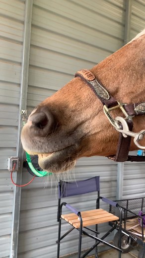 Why are mares so dramatic sometimes? #burningringoffire #highmaintenance