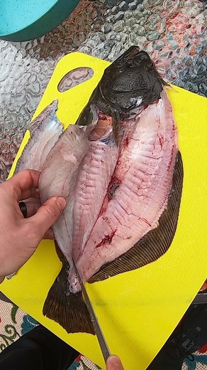How to clean a flounder 👉🏻 Have you ever caught one? 🐟 #fishing #florida #keeptiktok