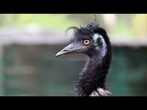 EMU the flightless and largest bird native to Australia