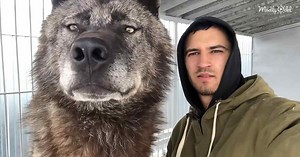 How big can the biggest wolf in the world be?