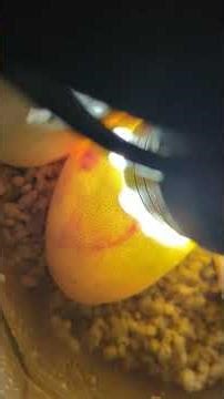 how to tell fertile vs infertile vs slug eggs in ball pythons! #ballpython #ballpythonbreeder