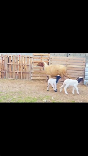 Cutest Animals on My Farm Will Melt Your Heart! 🐐🐥 #farmlife #farmanimals #cute