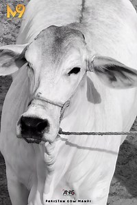 1.9K views · 32 reactions | New Entry ❤️ ٱلْحَمْدُ لِلَّٰهِ Nasal dekho bs uff ماشاء الله... M9 CATTLE FARM  SHOUQEENO KA MARKAZ FOR DETAILS CONTACT : 03459999315 Address : Jameel Memon Colony, Super Highway, Karachi. #anasphotography #PakistanCattleMarket #season2025 #M9 #m9cattlefarm #dalfapak | Pakistan cattle market | Facebook