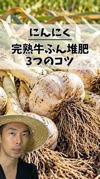 にんにくが大きくならない原因は植える前の土でした｜完熟牛ふん堆肥3つのコツ #家庭菜園 #初心者