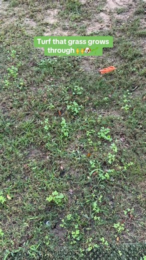 Turf that grass grows through 🙌🐶🌱 Traditional turf suffocates your yard. Hybrid dog turf lets your natural grass grow through — so you keep the look and feel of real grass with ZERO mud, zero torn-up patches, and a cleaner space for dogs to run, pee, and play. 🌱 This system is designed for: 🏡 Backyards that turn to mud after rain 🐾 Multi-dog homes with heavy traffic 🚧 High-wear areas (gates, walkways, shaded corners) 🌦️ Lawns struggling with soggy soil or patchy growth Instead of coverin